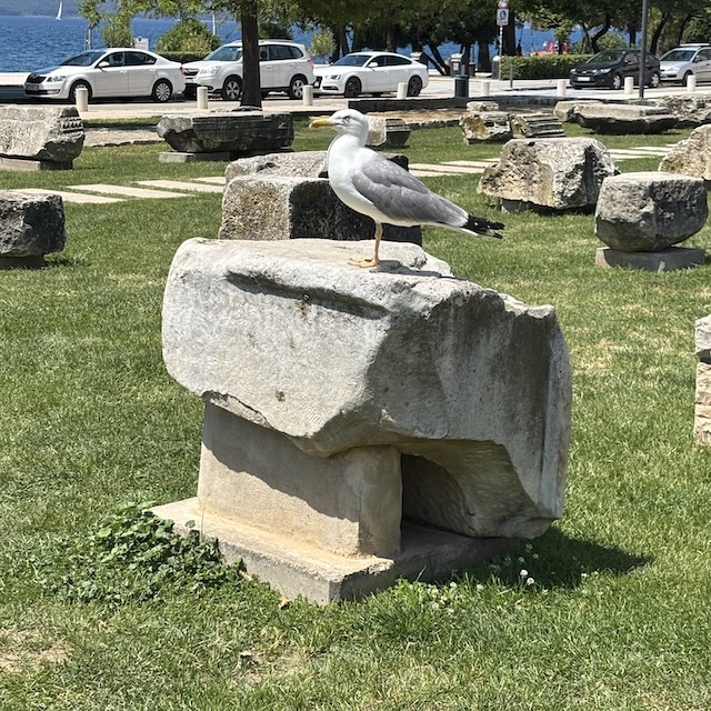 Roman ruins in Zadar with Seagull